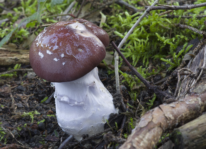 Cortinarius praestans